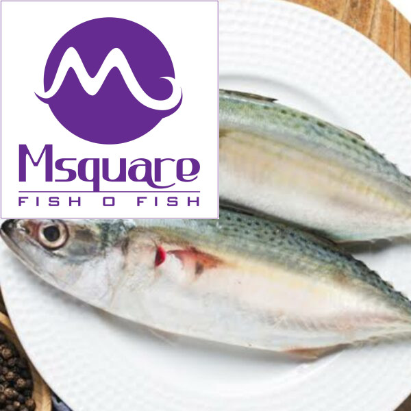 Mackeral(ஆயிலா மீன்)
