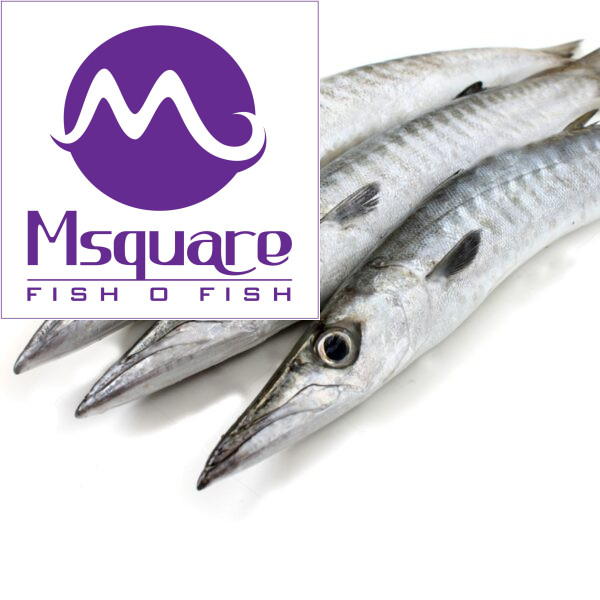 Barracuda(ஷீலா)