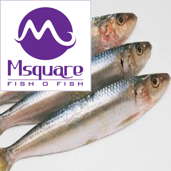 Mathi (மத்தி)