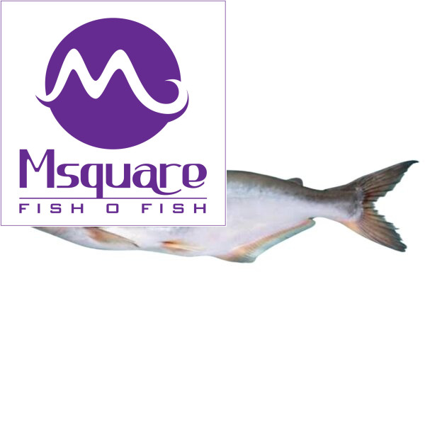 Basa - (பாசா மீன்)